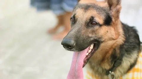 German shepherd dog looking around and attention Stock Footage 71298159