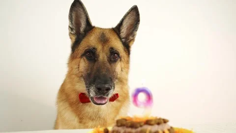 German shepherd dog looking at birthday cake with lit number nine candle Stock Footage 333330499