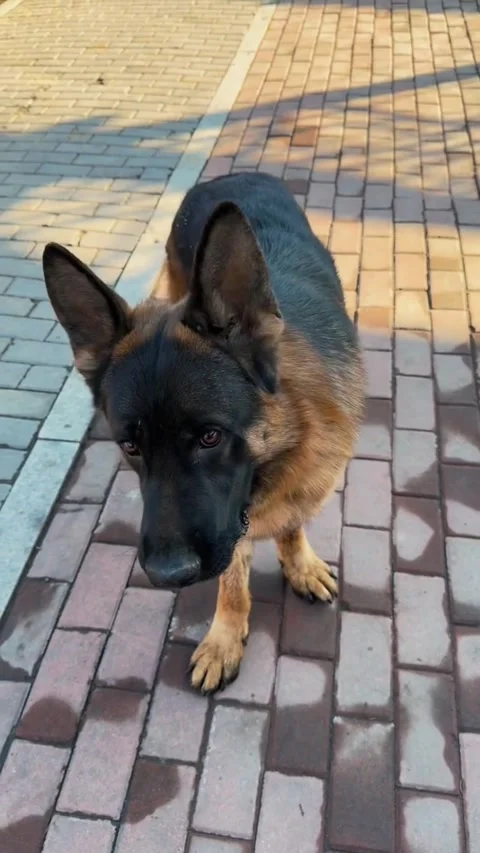 German shepherd dog looking up at camera while standing on paved path Видео 335248896