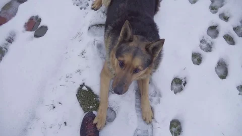 German shepherd dog looking at master HD video. Pet animal doggy look Stock Footage 74727782