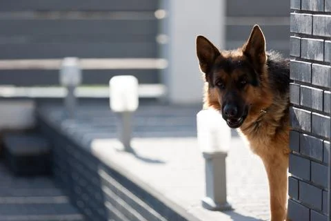 German Shepherd dog looking through a fence Foto stock
