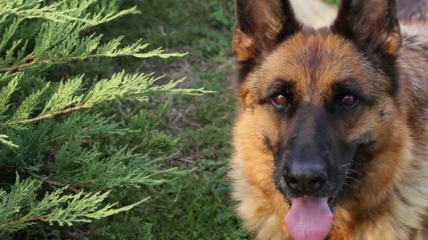 German Shepherd Dog Looks at Camera. Quality Dog Shows it's Smartness and Beauty Stock Footage 204733037