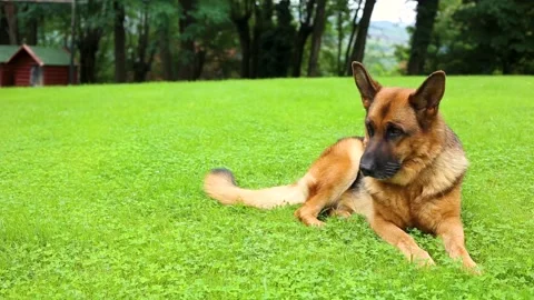 German shepherd dog lying on beautiful green grass posing Stock Footage 207464465