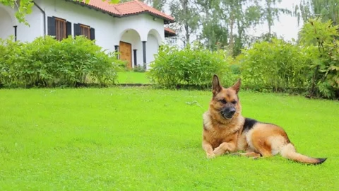 German shepherd dog lying on beautiful green grass Stock Footage 207464663