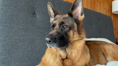 German Shepherd dog lying in bed. Stock Footage 169968910