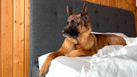 German Shepherd dog lying in bed. Stock Footage 170329881