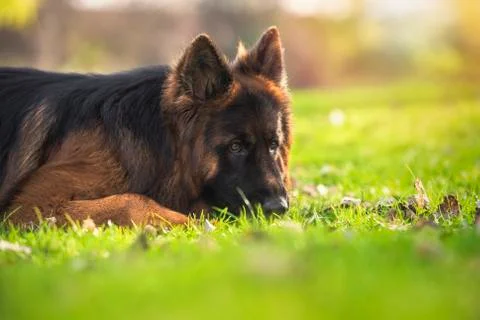 German shepherd dog lying down in the park. Stock Photos