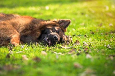 German shepherd dog lying down in the park. Stock Photos