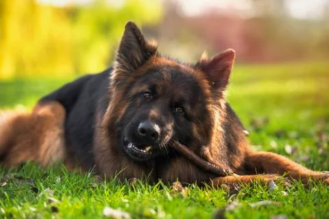 German shepherd dog lying down in the park biting a stick Stock Photos