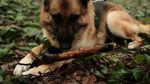 German shepherd dog lying on the forest ground and chewing a wooden stick during Stock Footage 341965067