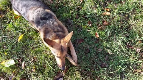 German shepherd dog lying on a grass and chewing on a twig Stock Footage 258915493