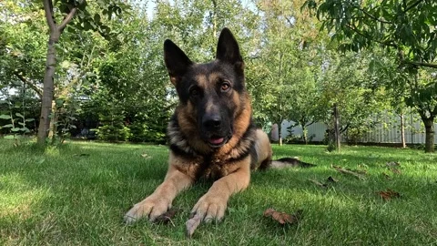 German Shepherd dog lying in the grass and turning its head 스톡 동영상 334061045