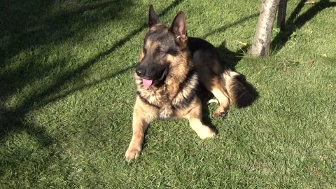 German Shepherd dog lying in the grass Stockbeeldmateriaal 334784026