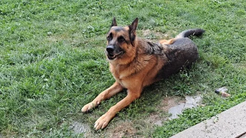German shepherd dog lying on green grass outdoors sticking out tongue Stock Footage 345341441