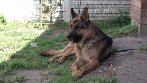German shepherd dog lying on the ground and breathing Stock Footage 114264226
