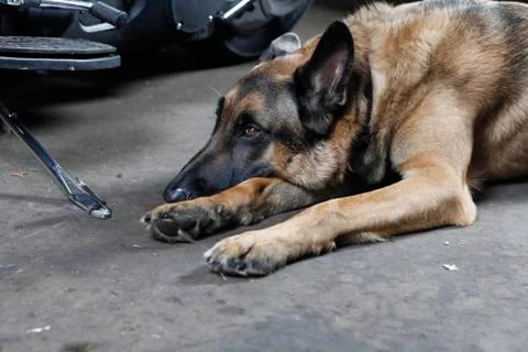 German shepherd dog lying on the ground Stock-Fotos