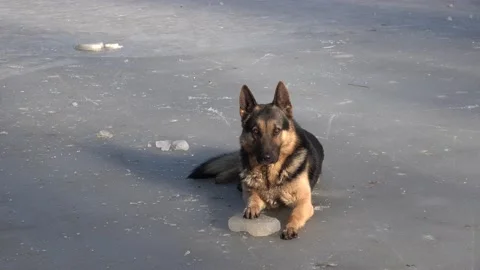 German shepherd dog lying on the ice with a piece of ice, hanging tongue Stock Footage 150932968