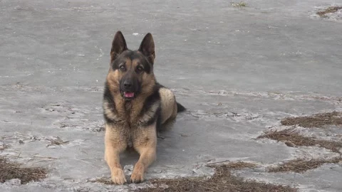 German shepherd dog lying on the ice ,hanging tongue, watching, obedient Stock Footage 150958061