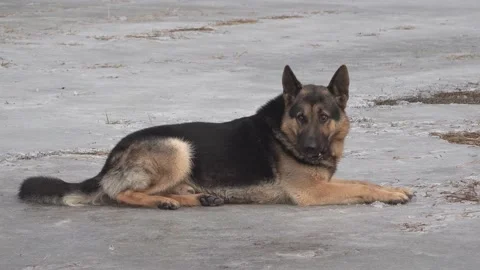 German shepherd dog lying on the ice with a piece of ice Stock Footage 150975178