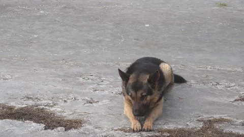 German shepherd dog lying on the ice with a piece of ice, hanging tongue Stock Footage 150976318
