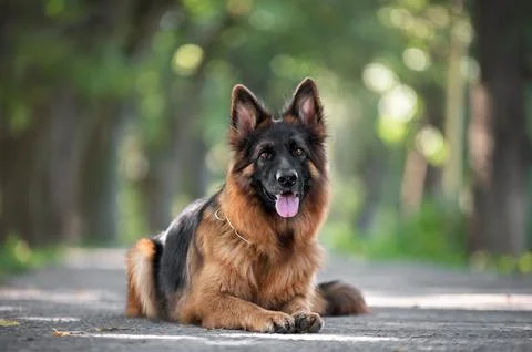 German Shepherd dog lying on a path in a quiet autumn park Stock Photos
