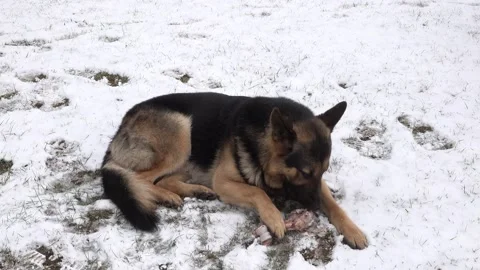 A german shepherd dog lying in the snow, bone is chewed by dog Stock Footage 149500519