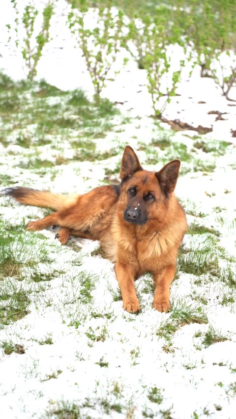 German Shepherd Dog Lying in White Snow Winter Landscape Stock Footage 328305563