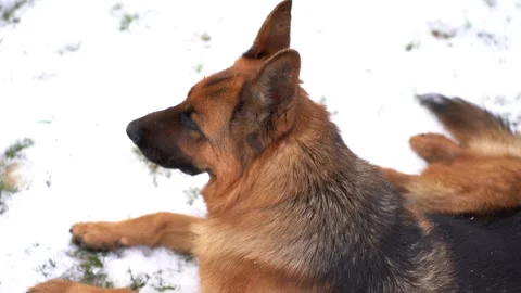 German Shepherd Dog Lying in White Snow Winter Landscape Stock Footage 328305577