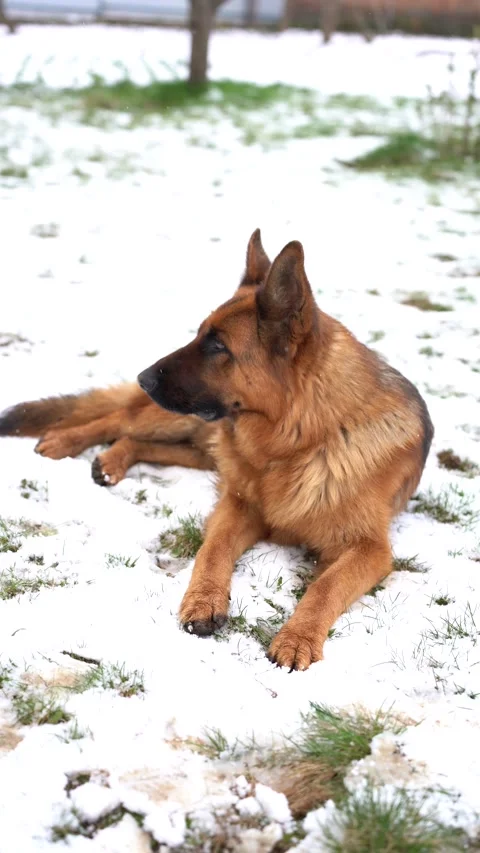 German Shepherd Dog Lying in White Snow Winter Landscape Stock Footage 328305578