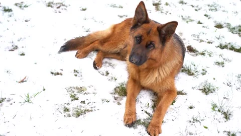 German Shepherd Dog Lying in White Snow Winter Landscape Stock Footage 328305580
