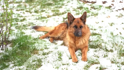 German Shepherd Dog Lying in White Snow Winter Landscape Stock Footage 328305584
