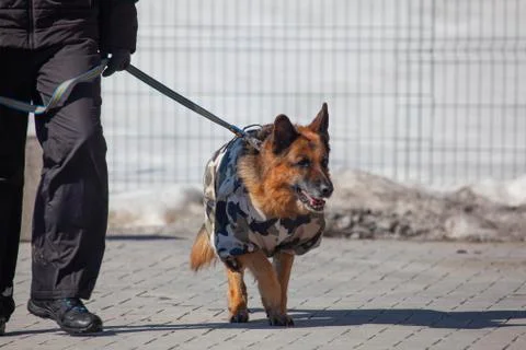 German shepherd dog in military camouflage uniform Stock Photos