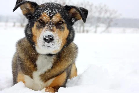 German shepherd dog outside covered in snow Stock Photos