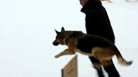 German shepherd dog overcomes obstacles Stock Footage 10799159