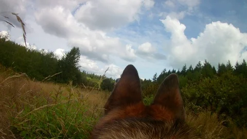 German Shepherd dog with owner in field Point of View POV Stock Footage