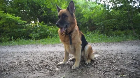 German shepherd dog in park Vidéo 81739313