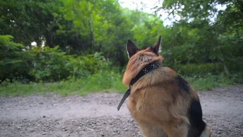 German shepherd dog in park Stock Footage 81741954
