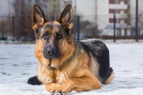 German Shepherd dog performs the commands of the owner Stock Photos
