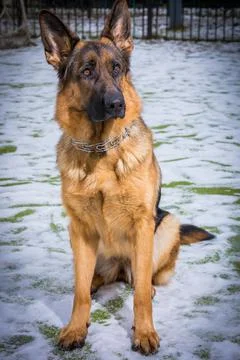 German Shepherd dog performs the commands of the owner Stock Photos