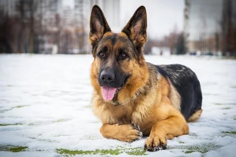German Shepherd dog performs the commands of the owner Stock Photos