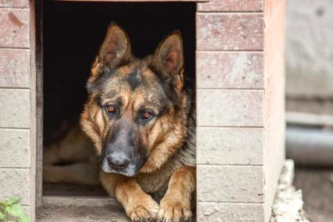 German shepherd - dog Stock Photos