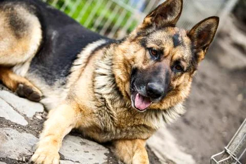 German shepherd - dog Stock Photos
