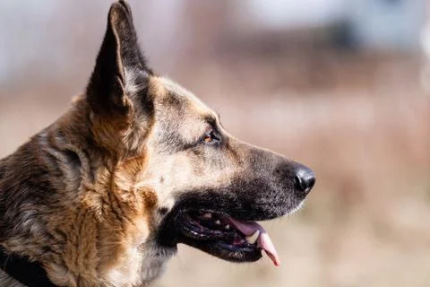 German shepherd dog Foto stock