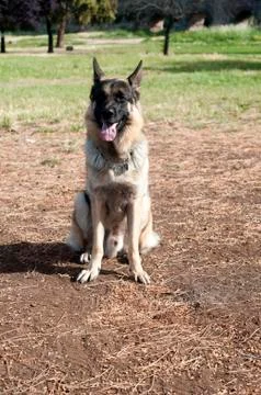 German shepherd dog Stock Photos