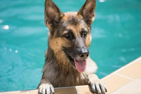 German shepherd dog Stock Photos