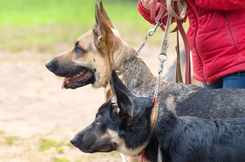 German shepherd Dog Stock Photos