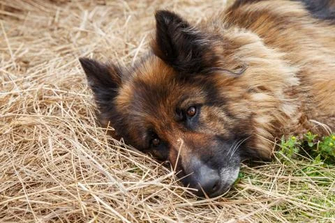 German shepherd dog. Stock Photos