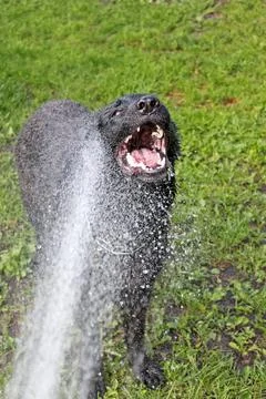 German shepherd dog Stock Photos