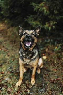 German shepherd dog Stock Photos