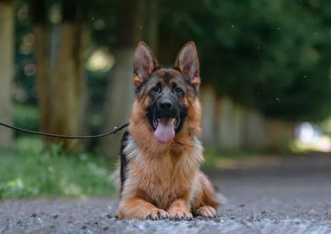 German Shepherd dog Stock Photos
